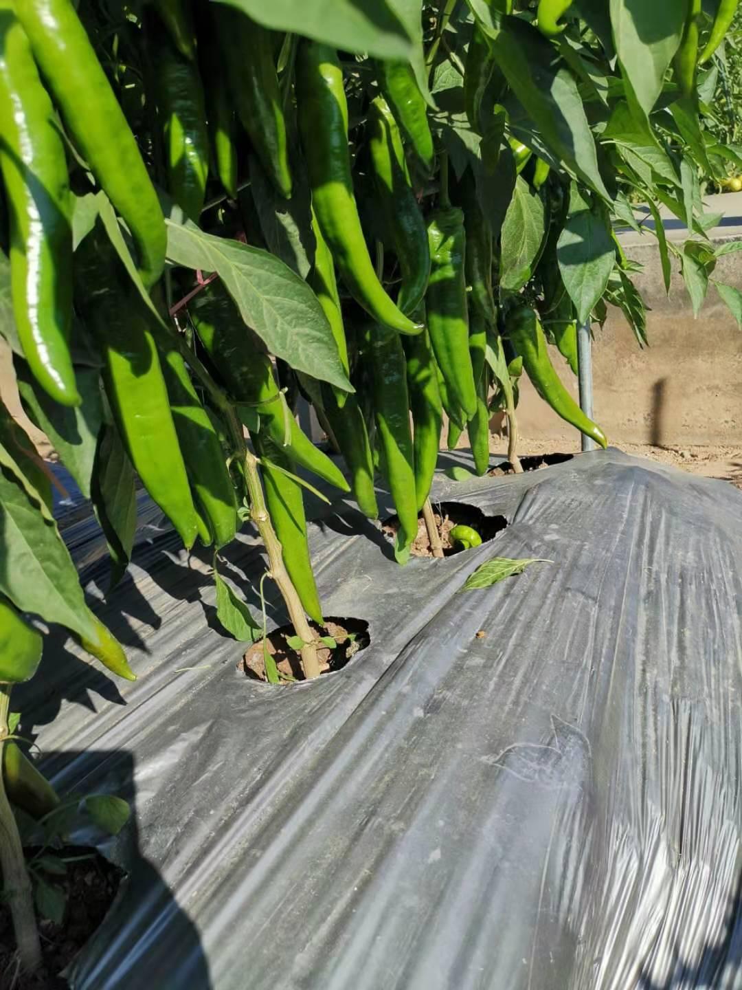 市场走势与品种差异深度解析