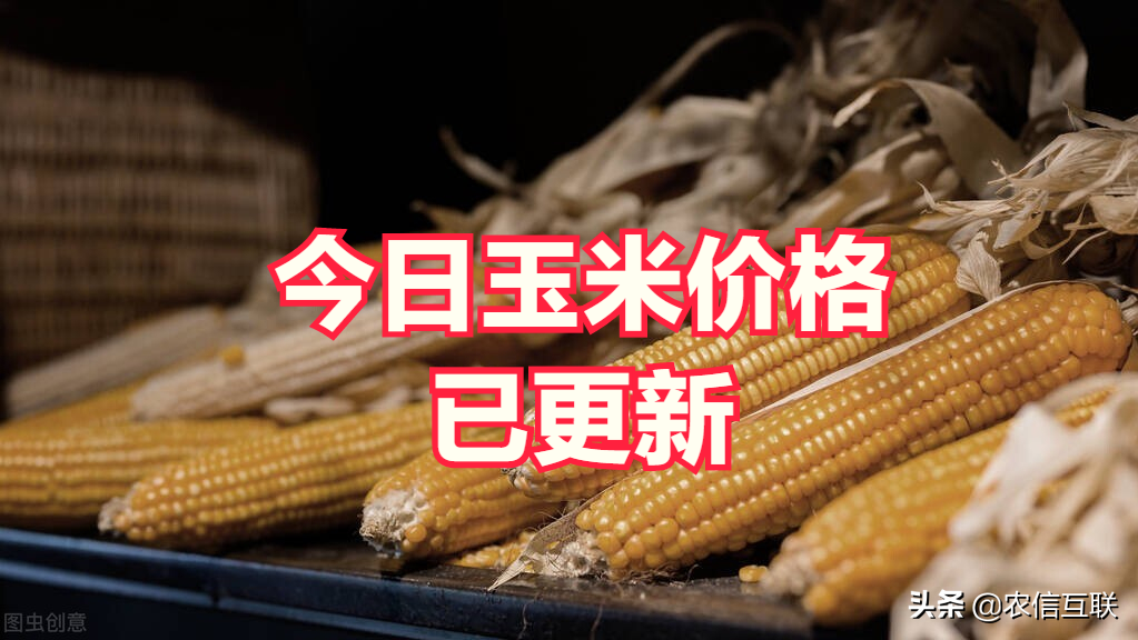 玉米价格