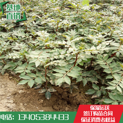 花椒最新价格
