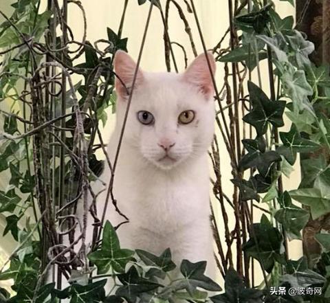 科技新品重塑棉花产业,引领未来生活新潮的最新新闻动态