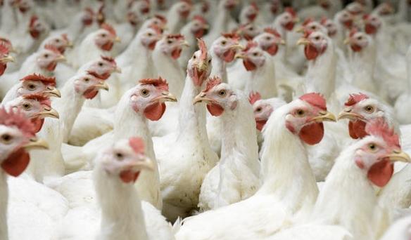 白羽鸡最新价格,探寻友情与陪伴的温馨故事