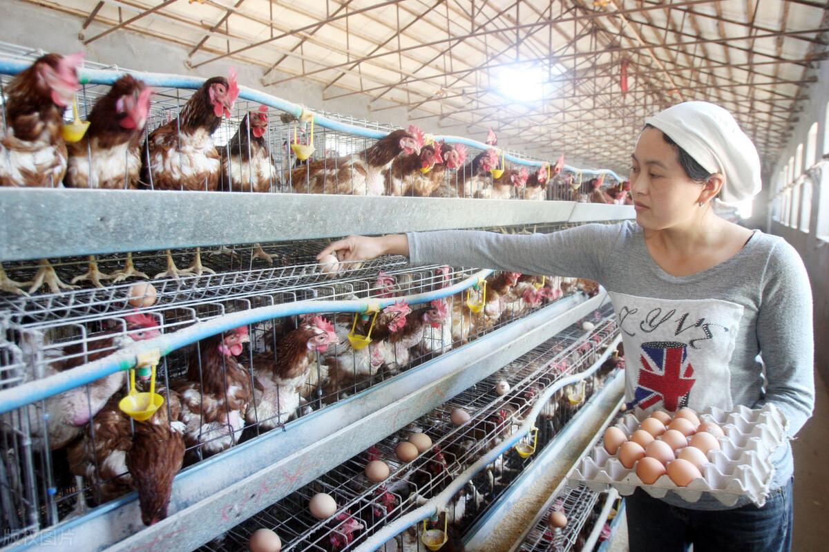 白羽鸡最新价格,探寻友情与陪伴的温馨故事