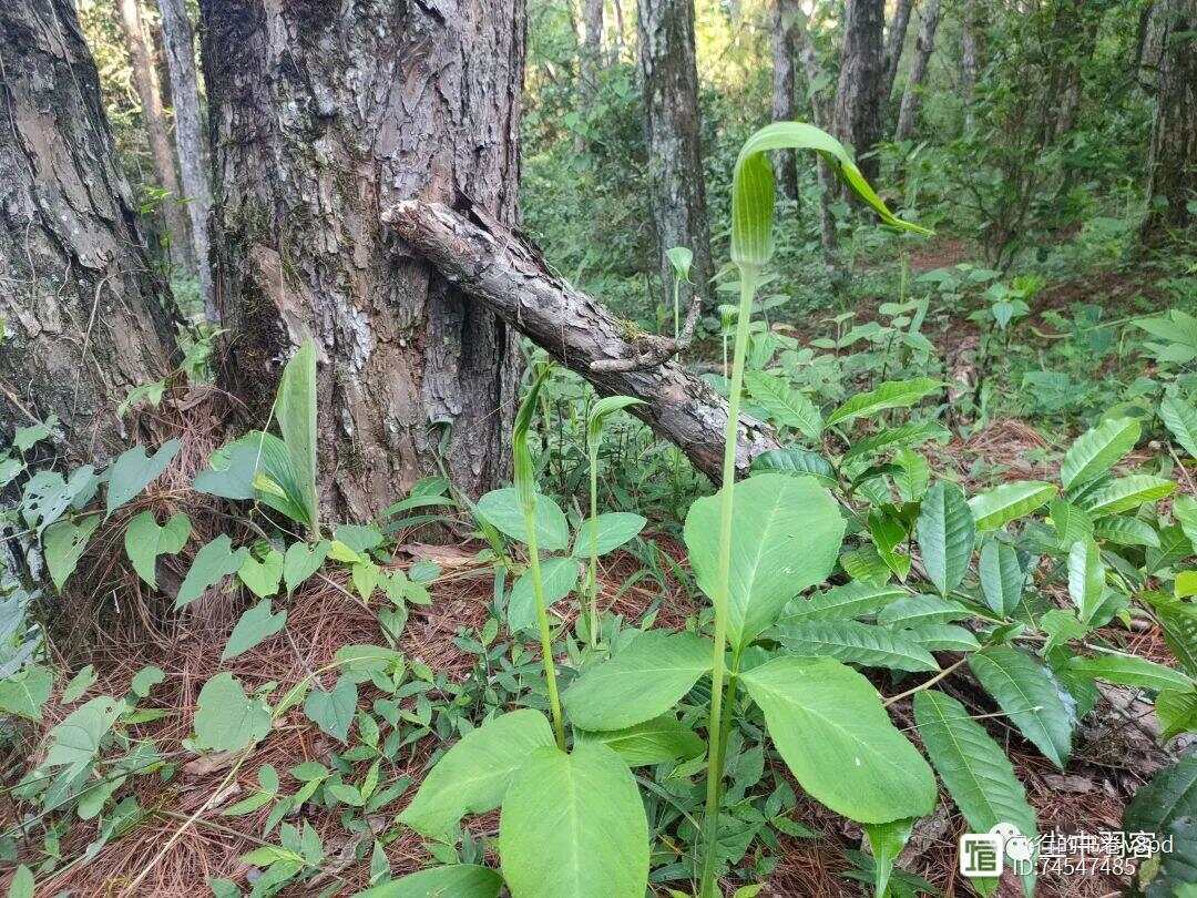 背景与重要事件揭秘