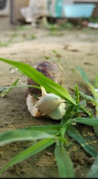 白玉蜗牛行情深度解析，市场走势与趋势预测