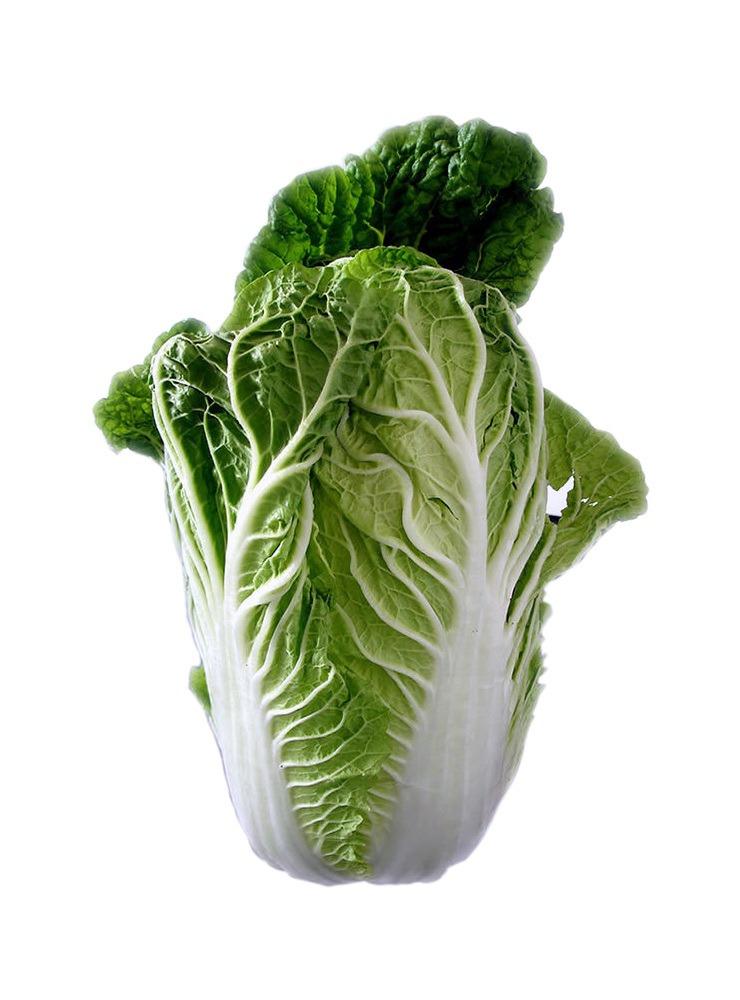 大白菜最新价格